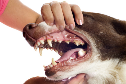 dents chiens