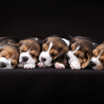 5 chiots beagle