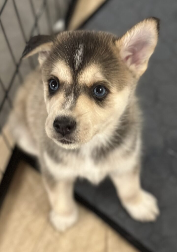 petit chiot Pomsky assit qui regarde votre vétérinaire à domicile - vétérinaire grabels