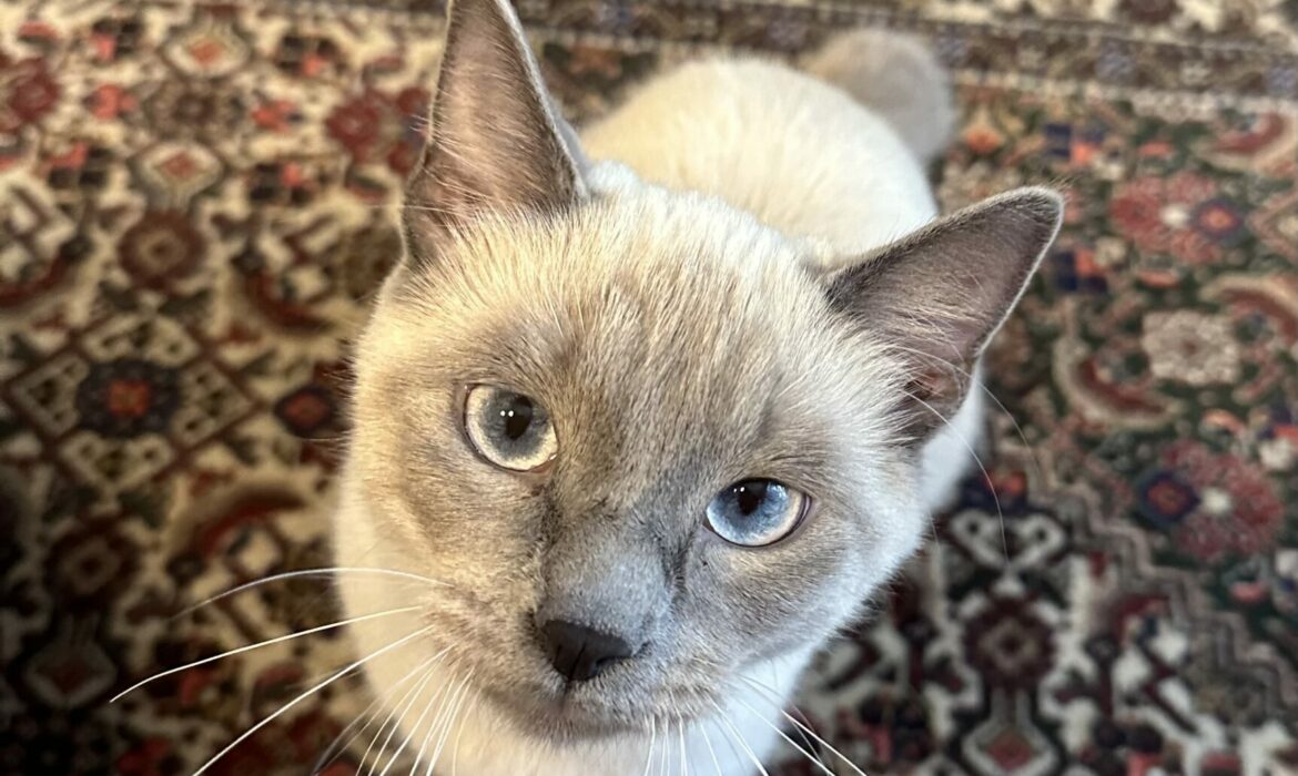 chat siamois qui regarde l'objectif - Celine dujardin veterinaire