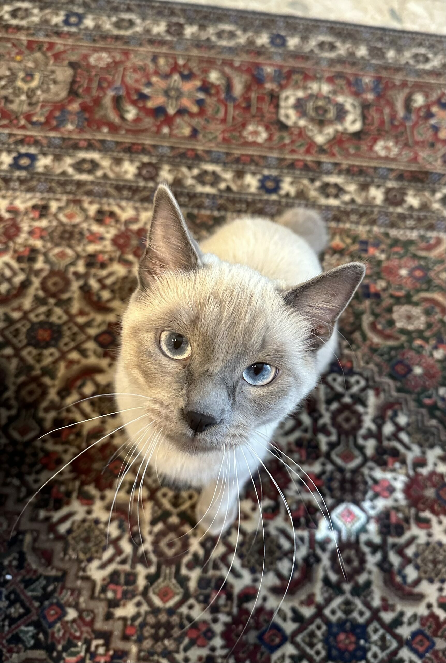 chat siamois qui regarde l'objectif - Celine dujardin veterinaire