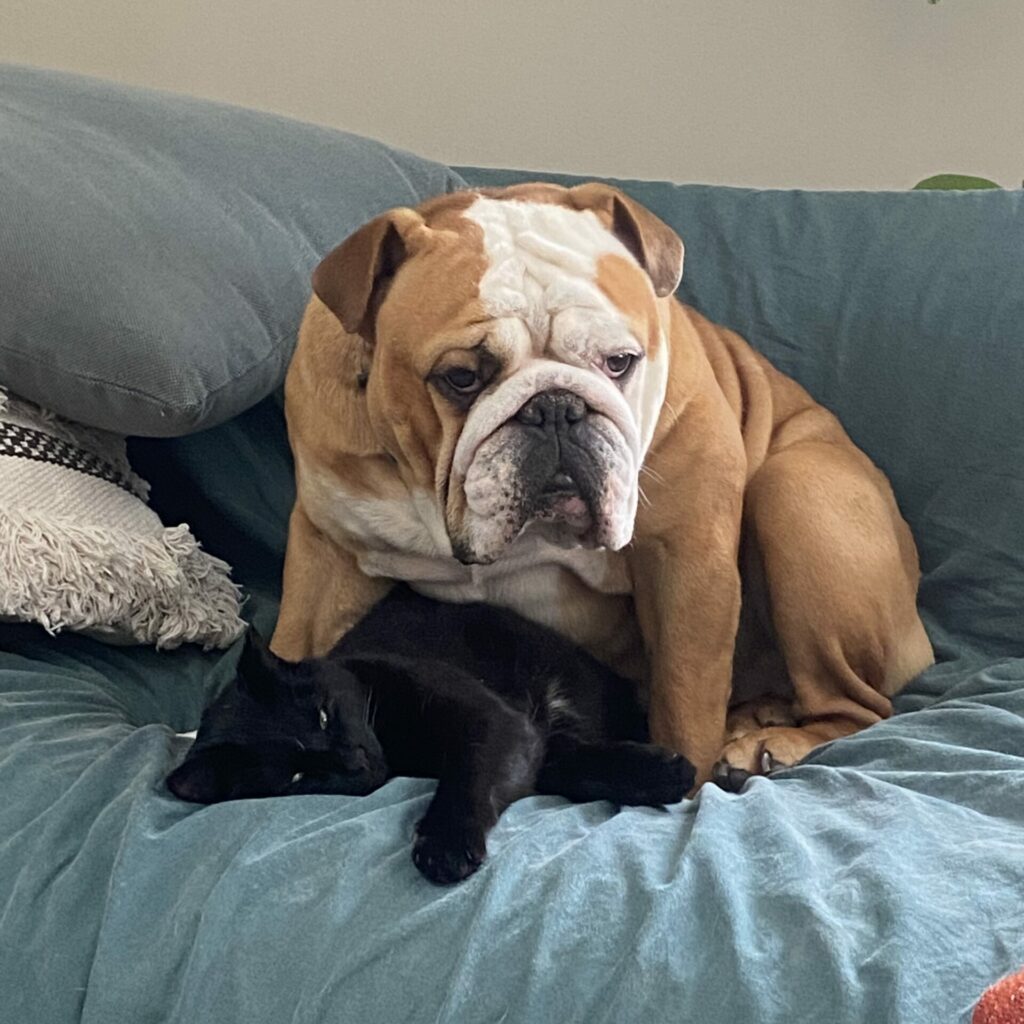 photo amusante d'un boxer assis sur un chat