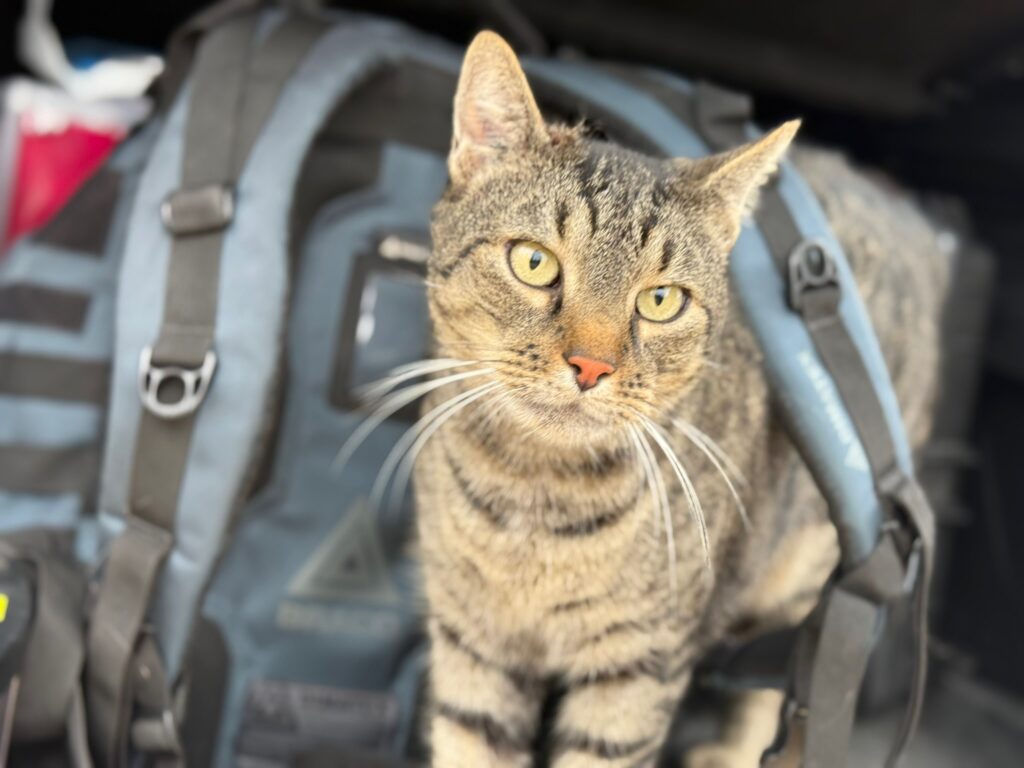 Petit chat pouvant présenter le syndrome du chat tigre