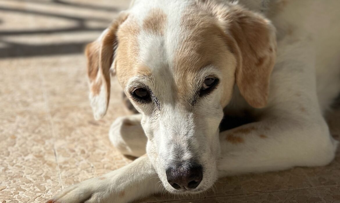 Chien coucher souffrant d'arthrose - Vétérinaire à Domicile Montpellier