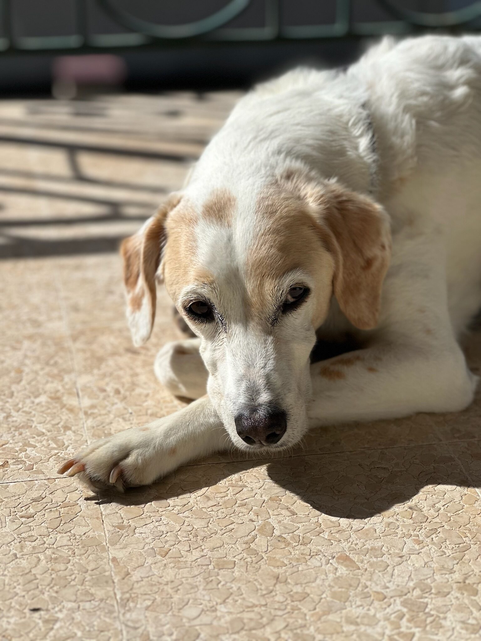 Chien coucher souffrant d'arthrose - Vétérinaire à Domicile Montpellier