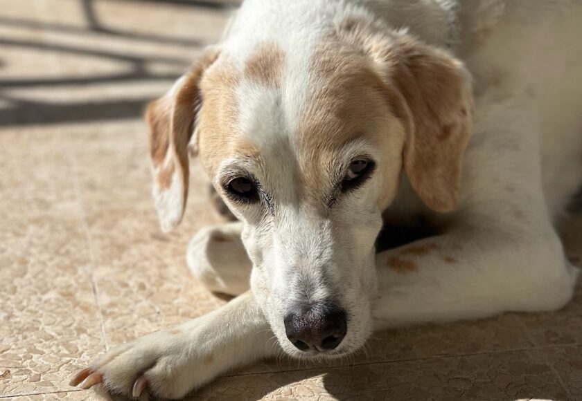 Chien coucher souffrant d'arthrose - Vétérinaire à Domicile Montpellier